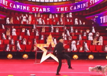 C0111015_Canine Stars Bring Their Game to Quarter Finals on America Got Talent!_part2