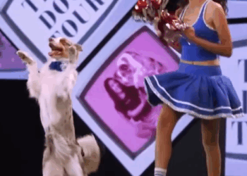 C1811004_Dog Dances to Taylor Swift!_part2