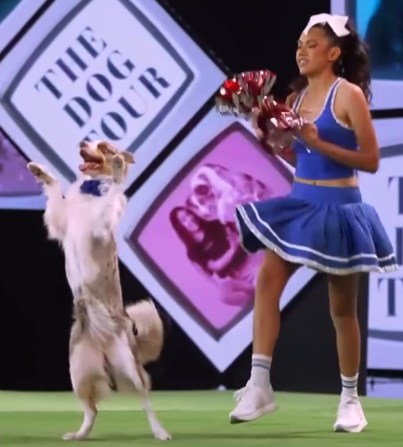 C1811004_Dog Dances to Taylor Swift!_part2