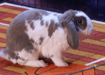 C0511015_Bini Bunny DUNKS on America got Talent!_part2