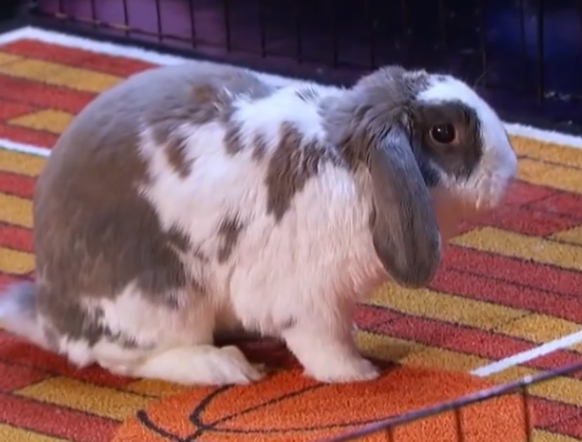 C0511015_Bini Bunny DUNKS on America got Talent!_part2