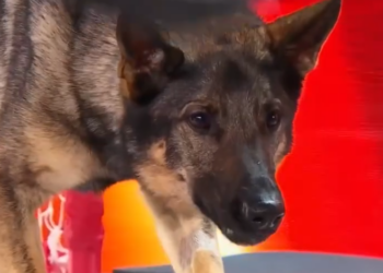 C1112019_Maggie Goalie Shows Her Skills on Canada Got Talent!_part2