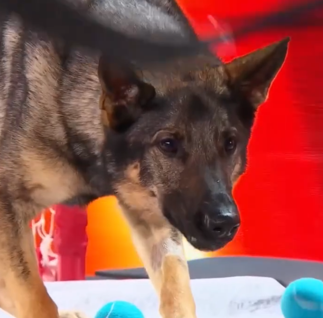 C1112019_Maggie Goalie Shows Her Skills on Canada Got Talent!_part2