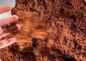 C2212001_girl found an ostrich egg raised it #rescue #animals #animals…