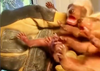 C2212002_Rescue baby raccoons #rescue #animals #animalsoftiktok #rescueanimals…