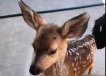 C2212003_My dog brought deer home as friend #rescue #animals #animalsoftik…