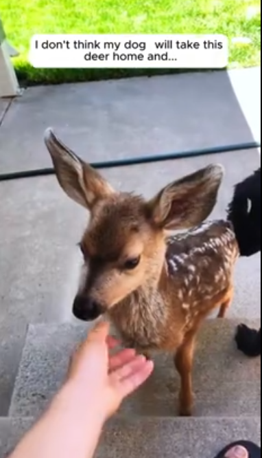 C2212003_My dog brought deer home as friend #rescue #animals #animalsoftik…