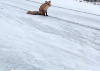 C2212004_Rescue fox #rescue #animals #animalsoftiktok #rescueanimals #fox #f…