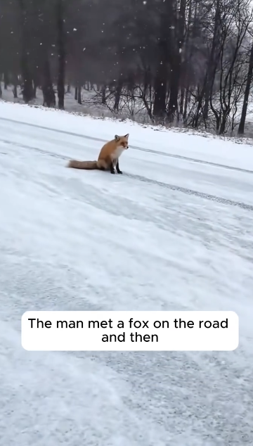 C2212004_Rescue fox #rescue #animals #animalsoftiktok #rescueanimals #fox #f…