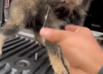 C2212005_girl found sick puppy helped it #rescue #animals #animalsof… (1)