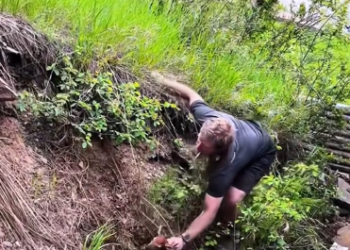 C2212007_help baby deer surprise behind #rescue #animals #animalsoftik…