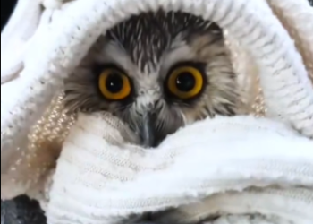 C2212008_Rescue an owl #rescue #animals #animalsoftiktok #rescueanimals #owl