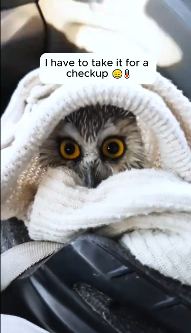 C2212008_Rescue an owl #rescue #animals #animalsoftiktok #rescueanimals #owl
