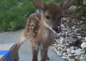 C2212009_morning saw baby deer standing in front of my door #rescue
