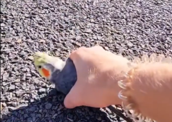 C2212010_rescued sick parrot on road #rescue #animals #animalsoftiktok…