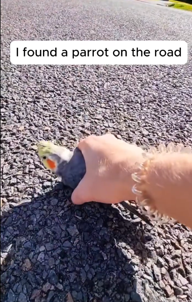 C2212010_rescued sick parrot on road #rescue #animals #animalsoftiktok…