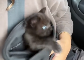 C2212011_Kind girl saved kitten then #rescue #rescueanimals #kitten #res…