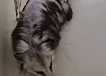 C2212012_man adopted an opossum then #rescue #rescueanimals #fyp #opos…