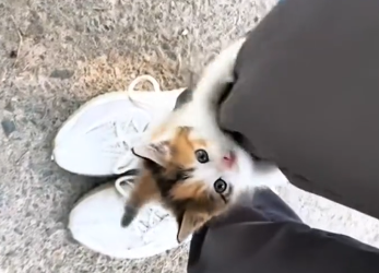 C2212014_OMG, little cat wants to come home me.#animals #fyp #rescue…