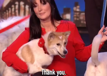 C0412006_Prepare to have your heart melt moving dog act _part2