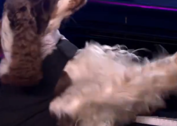 C0812011_Olga returns to stage her fabulous piano playing dog, Bonnie!_part2