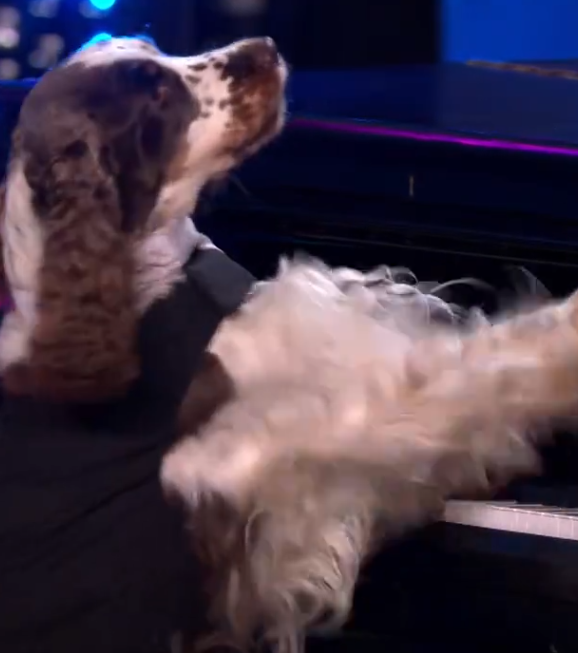 C0812011_Olga returns to stage her fabulous piano playing dog, Bonnie!_part2