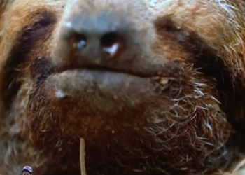 C1401001_Aneeshwar is here to SAVE PLANET, but he needs our help Semi Finals BGT_part2