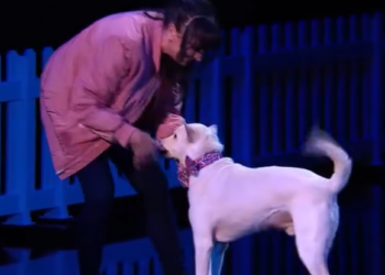 C1401013_MIRACLES DO EXIST! Amanda Miracle have us in TEARS! Britain Got Talent_part2